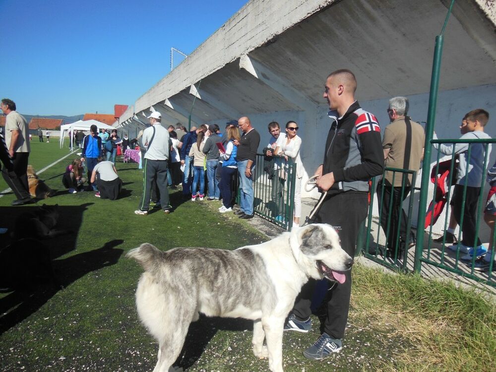 izložba pasa Nikšić