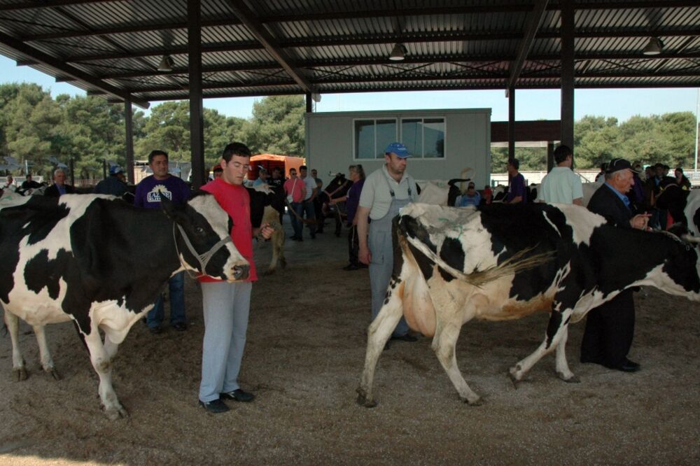 Priplodna stoka, Foto: Luka Zeković