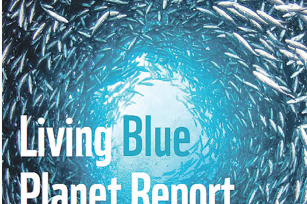 Izvještaj o stanju mora i okeana, Foto: WWF