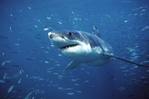 Za 40 godina prepolovljena populacija morskih vrsta