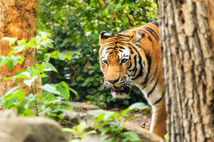 Poljska: Tigar ubio radnika Zoološkog vrta