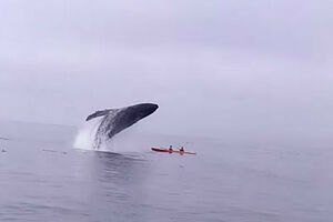 Pogledajte pad grbavog kita preko dvoje kajakaša