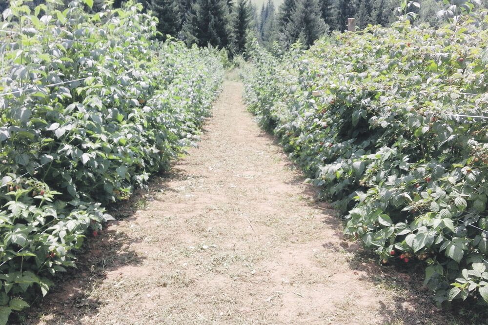 Goran Laković, Foto: Goran Malidžan