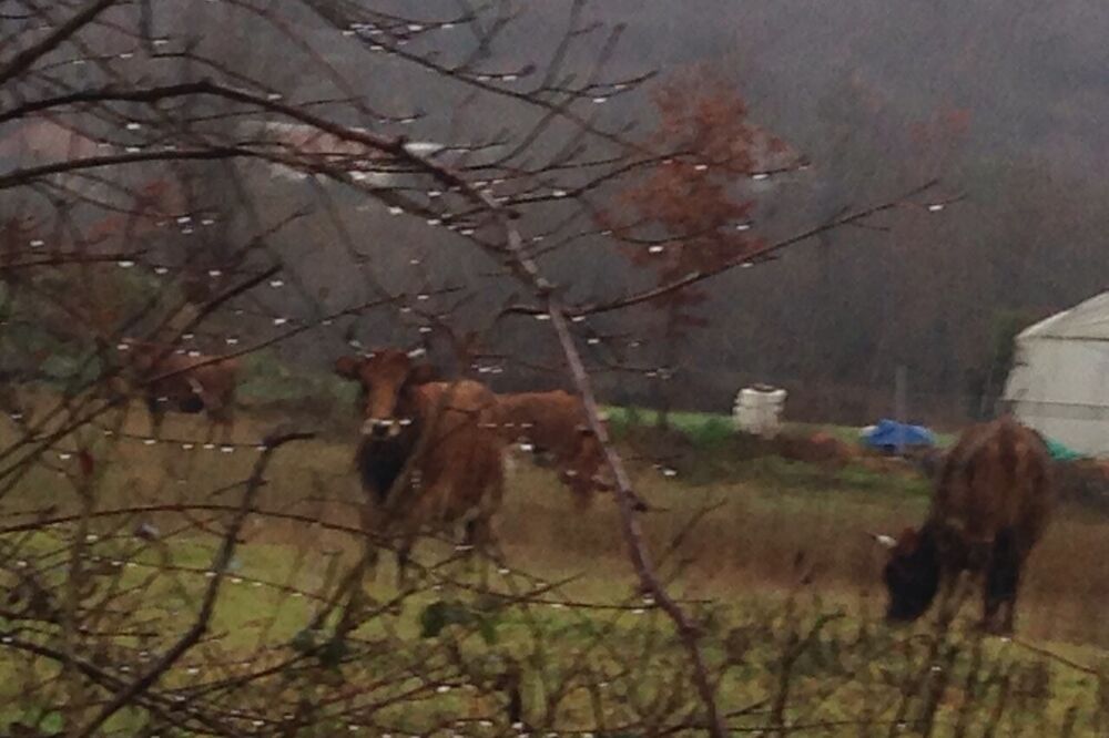 Stalno u pokretu i agresivne, Foto: Privatna arhiva