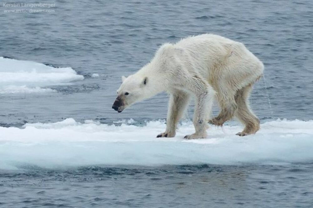 Polarni medvjed, Foto: Facebook.com
