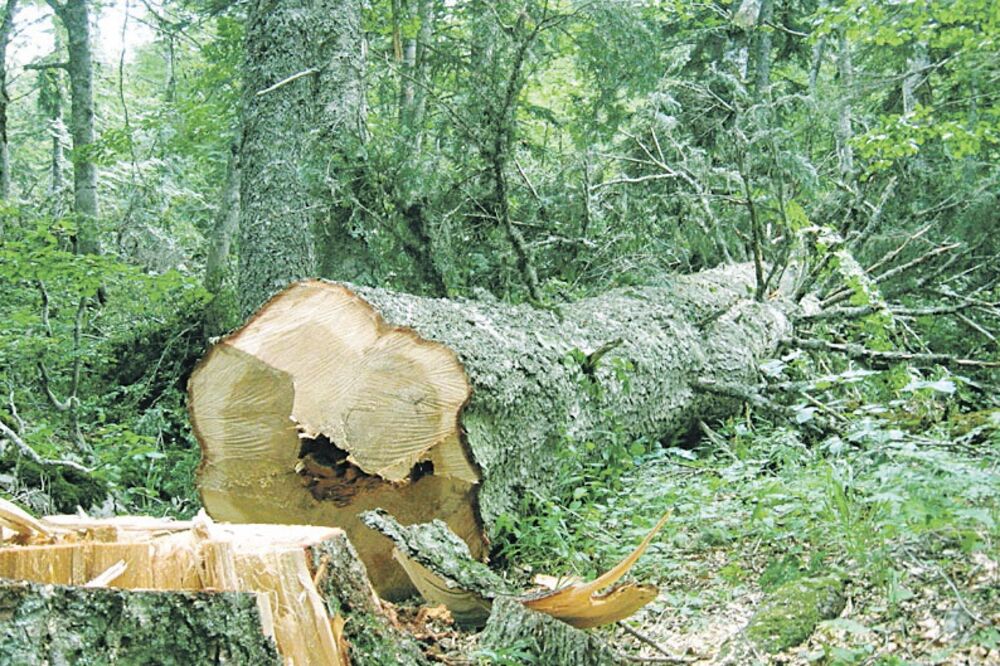 šuma, Foto: Arhiva "Vijesti"