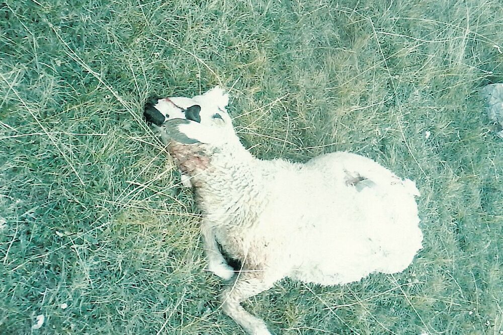 Zaklana ovca, Foto: Tufik Softić