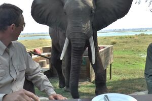 Šta da radite kad vam se afrički slon prikrade dok sjedite za...