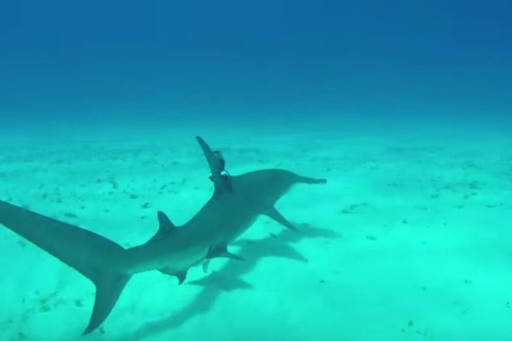 ajkula, Foto: Screenshot (YouTube)