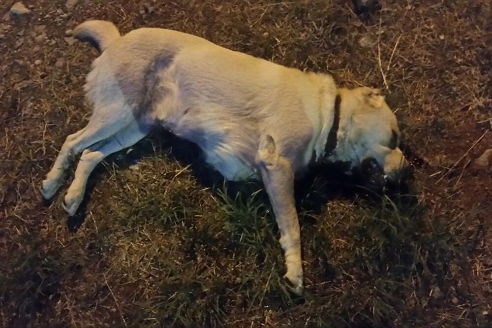 ubijeni pas Gorica, Foto: NVO Prijatelji Životinja