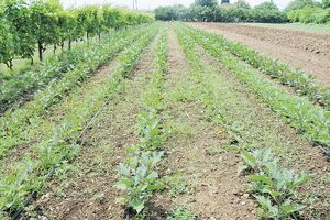 Ministarstvo poljoprivrede: Poljoprivrednicima korist iz Abu Dabi...