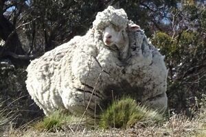 Sa izgubljene ovce ošišano 40 kilograma vune