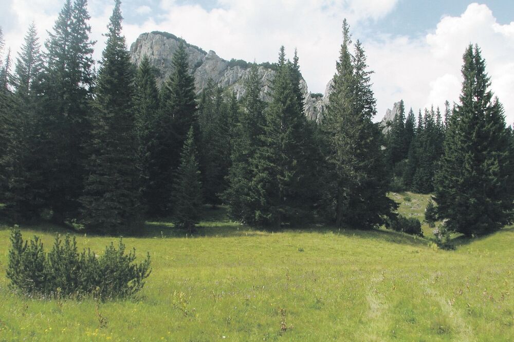 šuma, Foto: Slavko Radulović