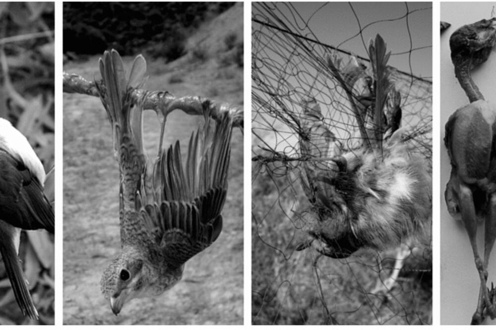 CZIP, Ptice, Foto: CZIP