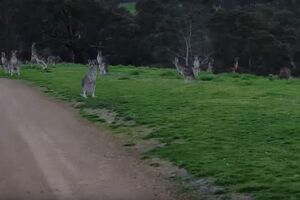 "Jeziva" strana kengura