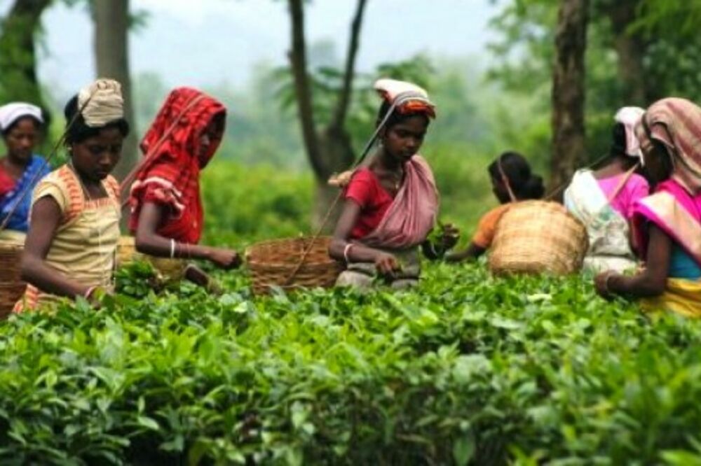 Plantaža čaja, Foto: Ilustracija