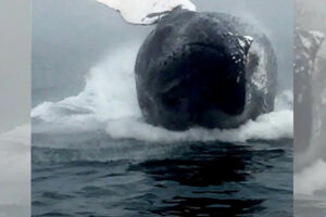 Kitova igra sa posmatračima