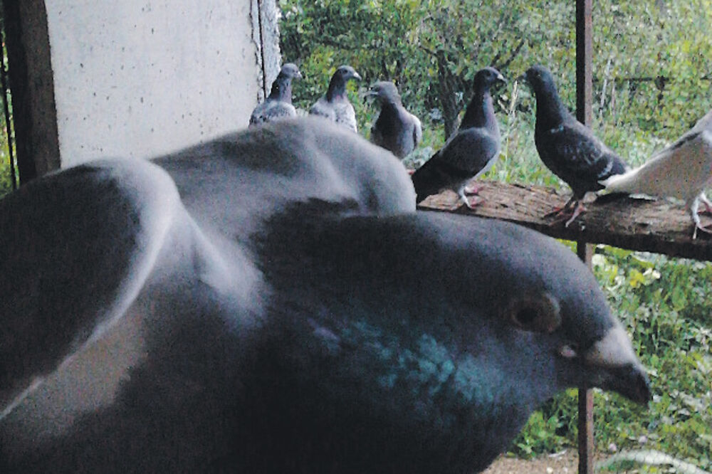 Golub, Foto: Privatna arhiva