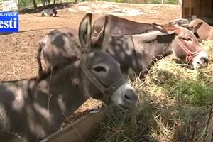 Otvorena prva farma magaradi, litar mlijeka 50 eura