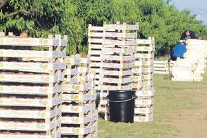 Zemlja tajkuna i nadničara