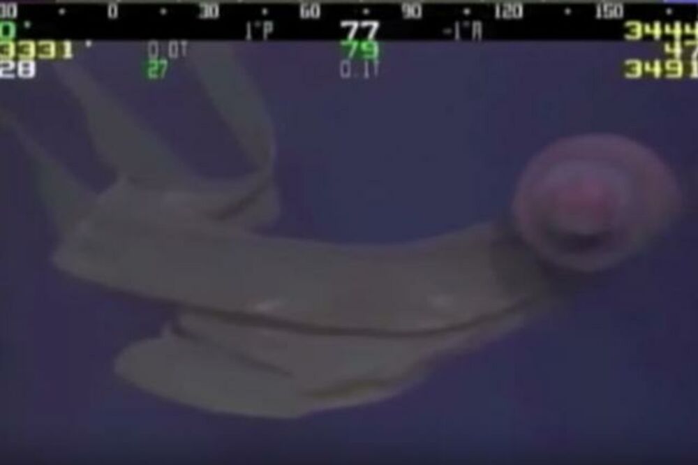 džinovska meduza, Foto: Screenshot (YouTube)
