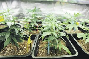 Policija zaplijenila 920 stabljika marihuane