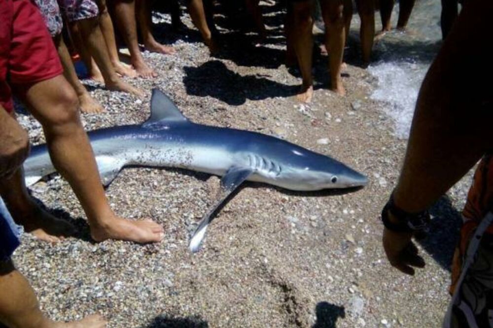 Ajkula, Foto: Radio Jadran