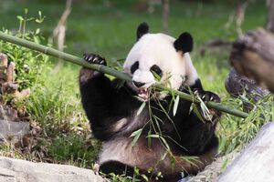Džinovska panda iz Vašingtona možda opet čeka mladunče