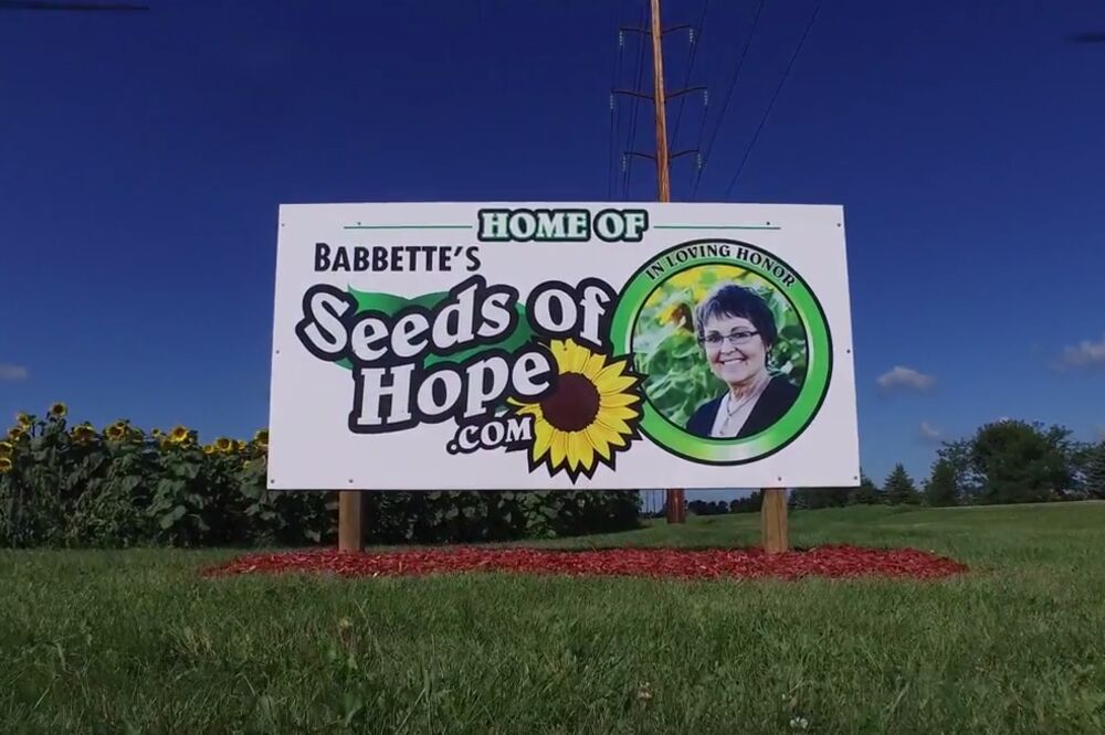 Babetina polja suncokreta, Foto: Screenshot (YouTube)