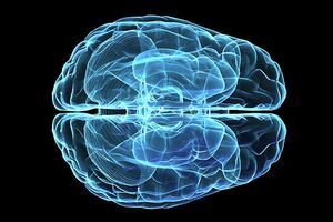 Naučnici stvorili ljudski mozak u laboratoriji