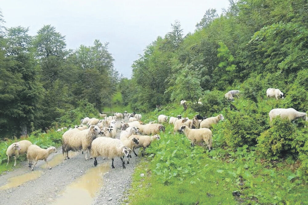 Ovce, Foto: Dragana Šćepanović