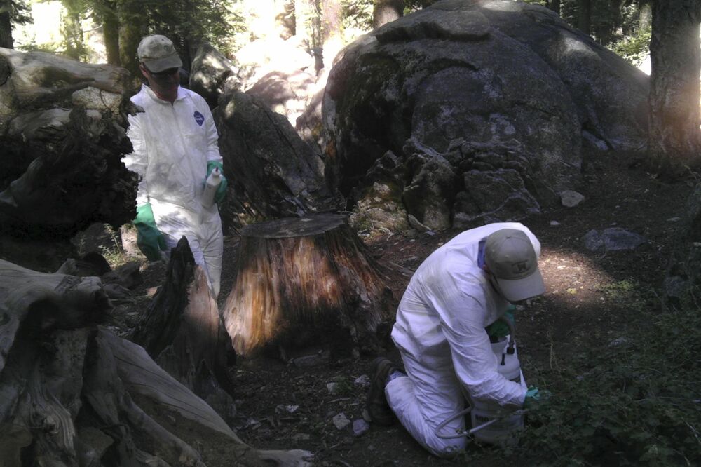 Josemiti, kuga, Foto: Reuters
