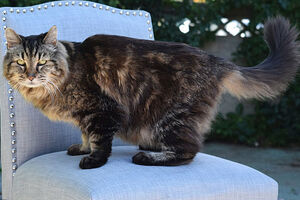 Upoznajte Korduroja, najstariju živu mačku na svijetu