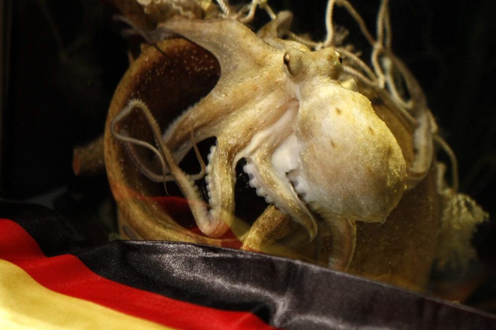 hobotnica, Foto: Rojters