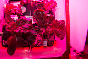 Astronauti probali "svemirsku" zelenu salatu