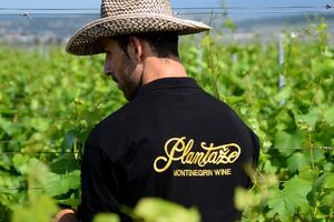 Počela berba šardonea: Radnici dnevno uberu 150.000 kilograma...