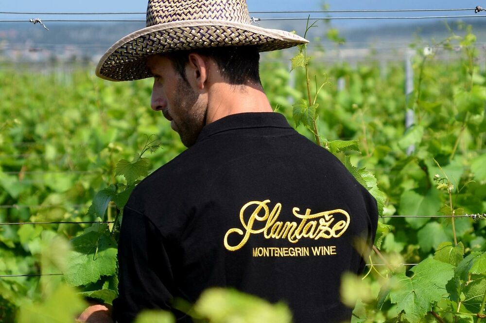 Plantaže, Foto: Plantaze.com