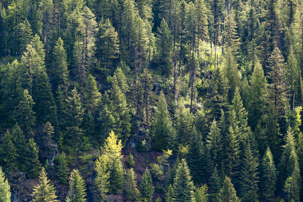 šume, Foto: Shutterstock