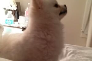 Kijanje ovog psa će vam uljepšati dan