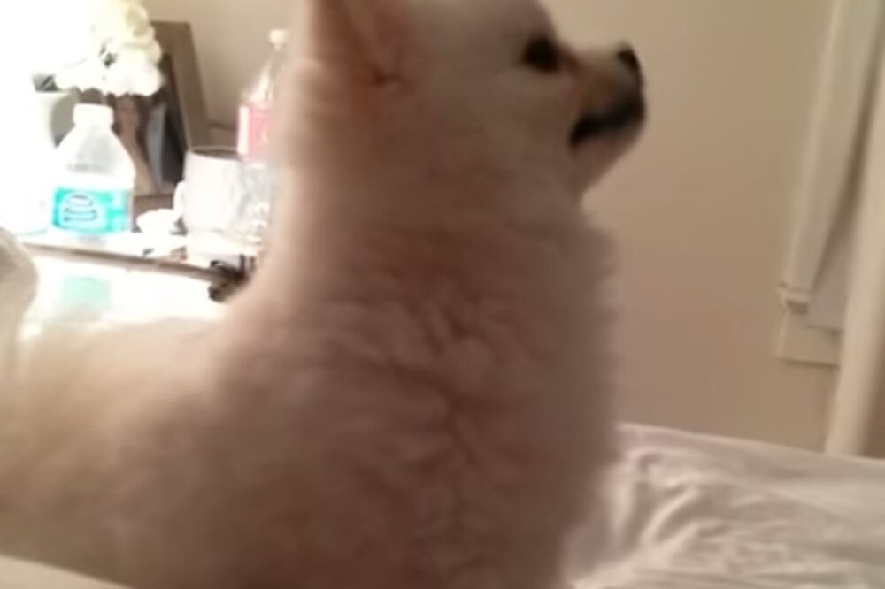 pas, kijanje, Foto: Screenshot (YouTube)