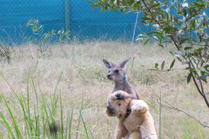 Ovaj kengur je ostao bez majke, ali sada ima nerazdvojnog druga