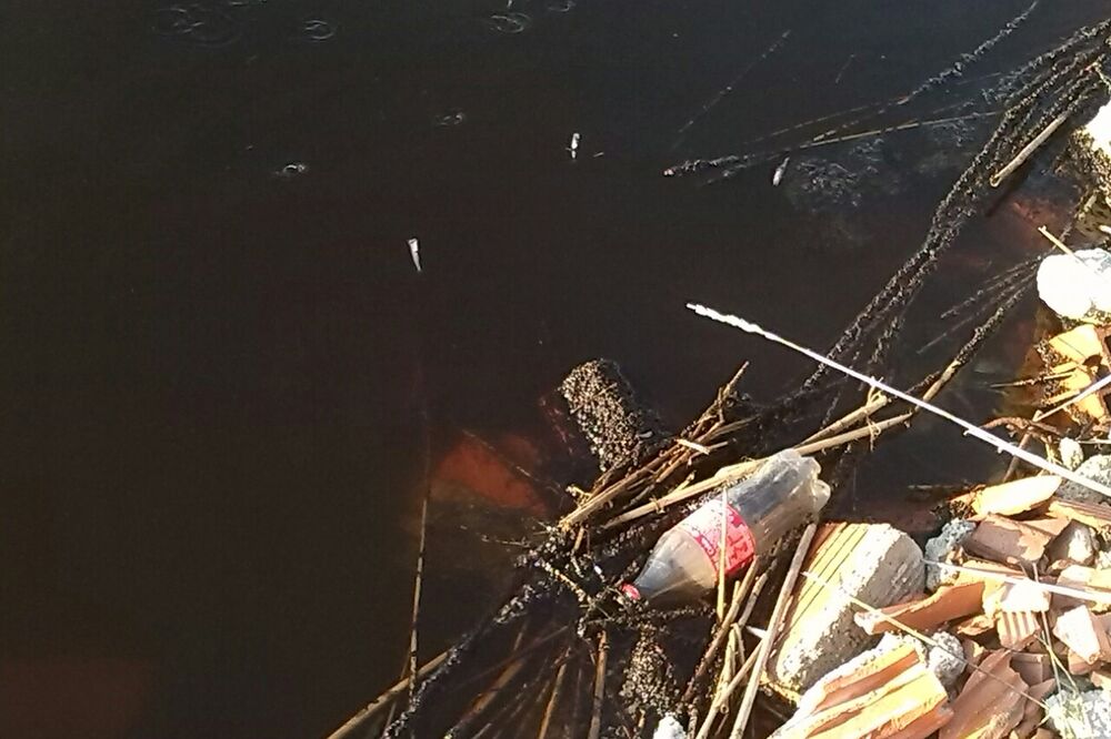 Port Milena uginula riba, Foto: Samir Adrović