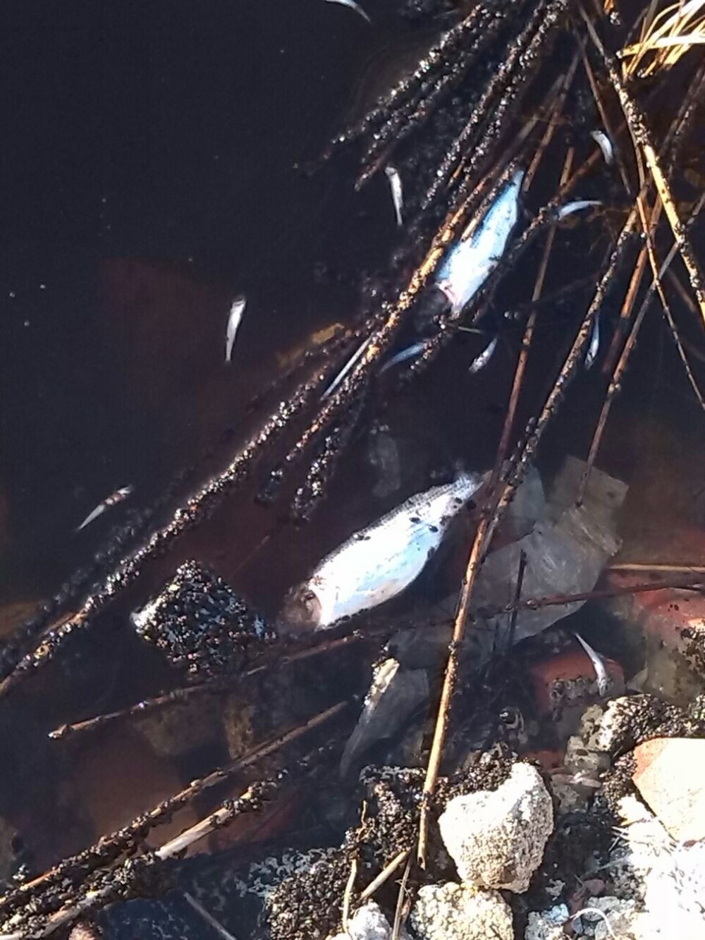 Port Milena uginula riba