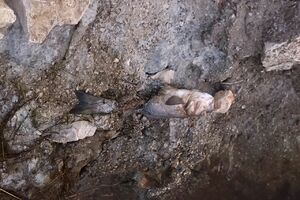 Forca će tražiti odgovornost zbog pomora ribe u Ulcinju