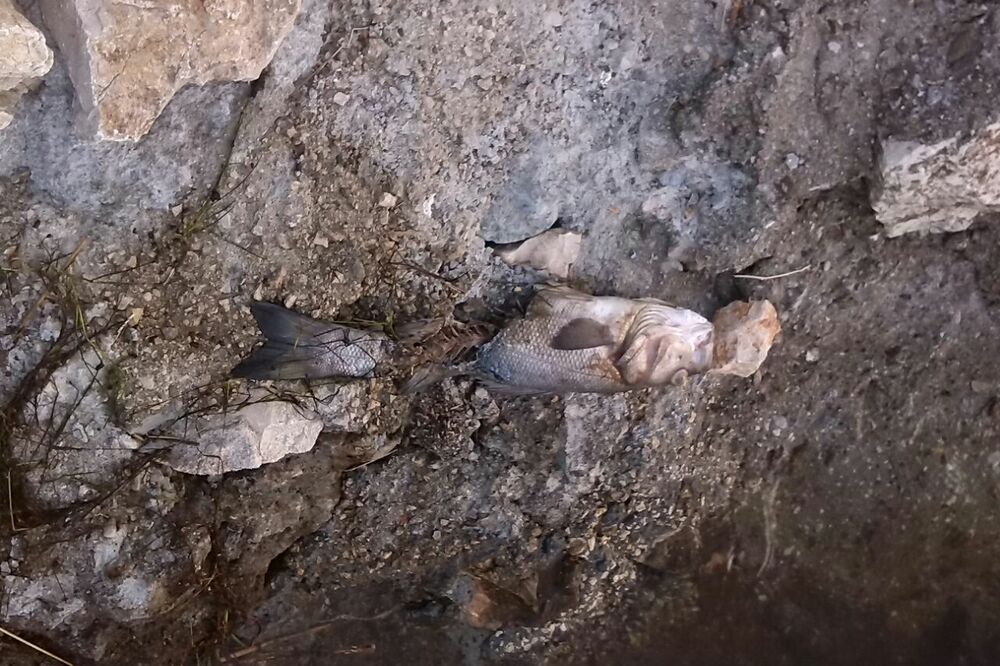 Brancin, Port Milena, Foto: Samir Adrović