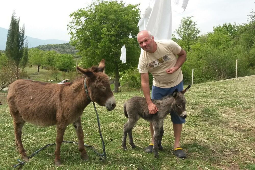 Darko Saveljić i farma magaraca, Foto: Facebook