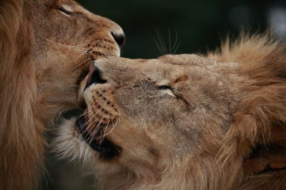 lavovi, Foto: Nationalgeographic.com