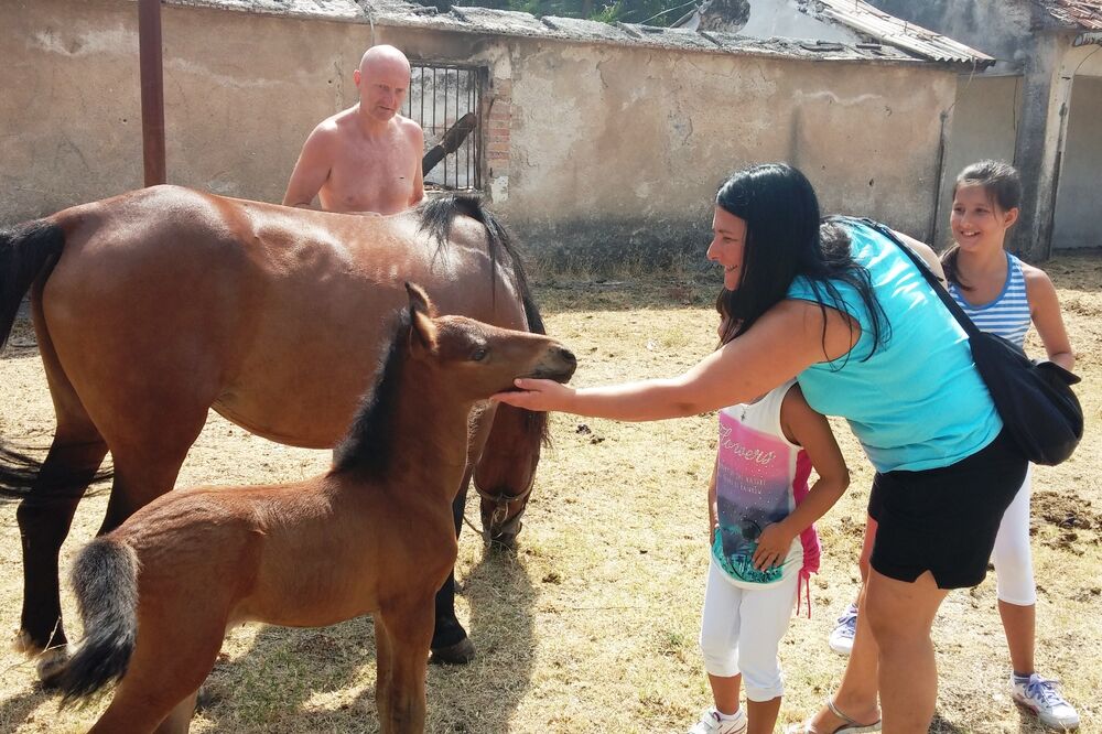 Vrmac, konji, Foto: Siniša Luković