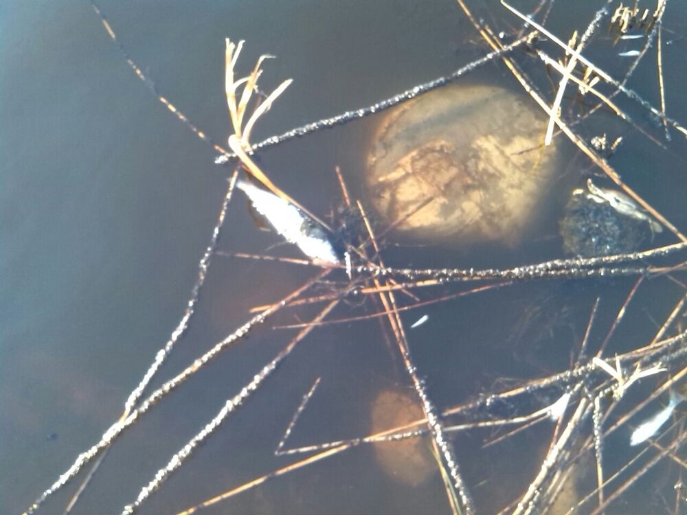 Port Milena uginula riba