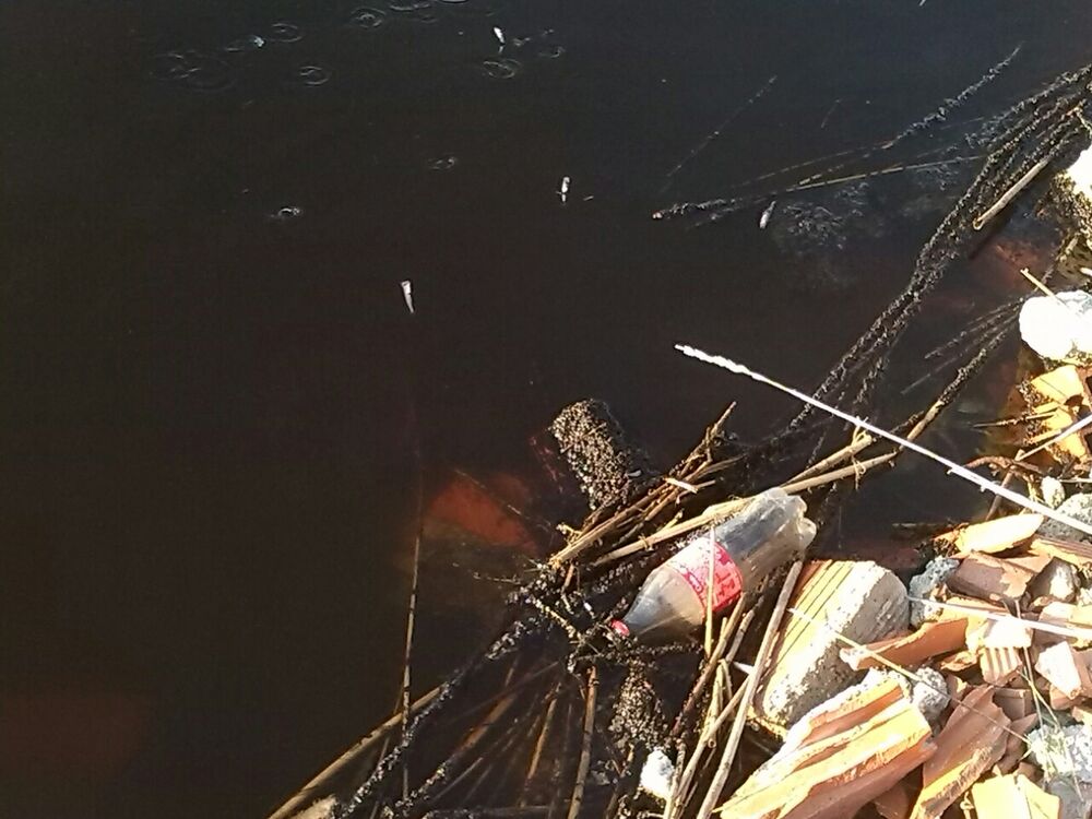 Port Milena uginula riba